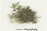 藏品(菲律賓耳平苔)的圖片